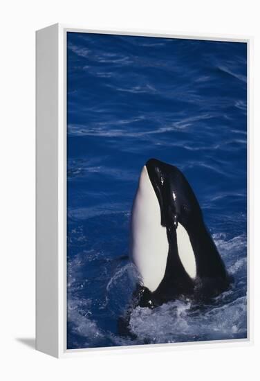 Killer Whale Spyhopping-DLILLC-Framed Premier Image Canvas