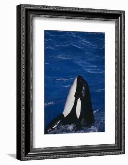 Killer Whale Spyhopping-DLILLC-Framed Photographic Print