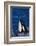 Killer Whale Spyhopping-DLILLC-Framed Photographic Print