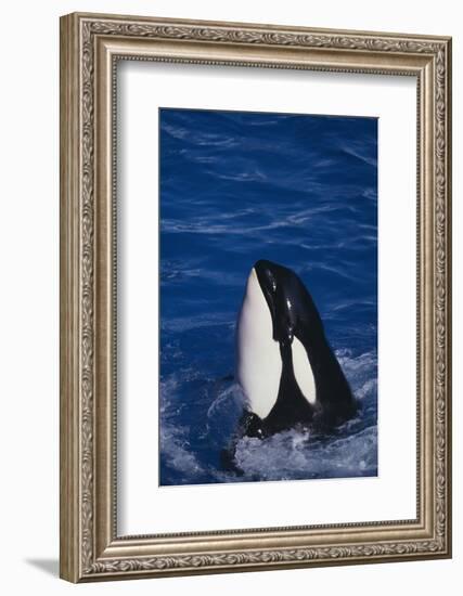 Killer Whale Spyhopping-DLILLC-Framed Photographic Print