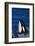 Killer Whale Spyhopping-DLILLC-Framed Photographic Print