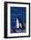 Killer Whale Spyhopping-DLILLC-Framed Photographic Print