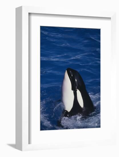 Killer Whale Spyhopping-DLILLC-Framed Photographic Print