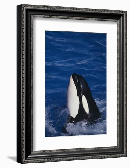 Killer Whale Spyhopping-DLILLC-Framed Photographic Print