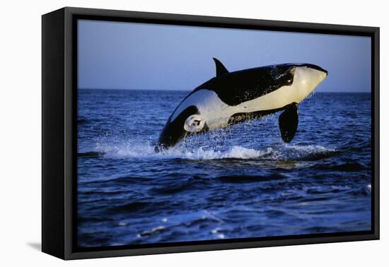 Killer Whale-null-Framed Premier Image Canvas