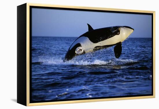 Killer Whale-null-Framed Premier Image Canvas