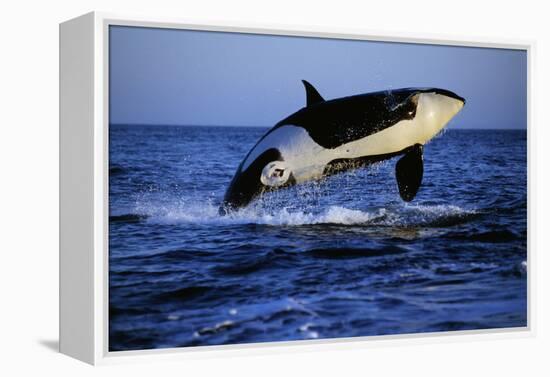 Killer Whale-null-Framed Premier Image Canvas
