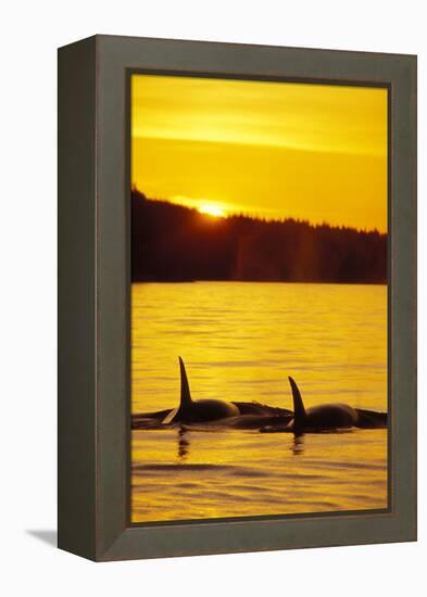 Killer Whale-null-Framed Premier Image Canvas