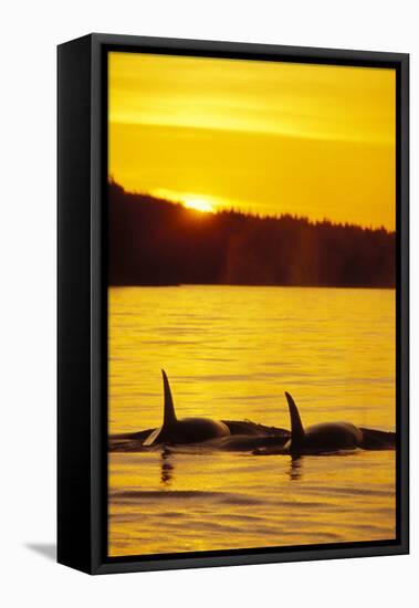 Killer Whale-null-Framed Premier Image Canvas