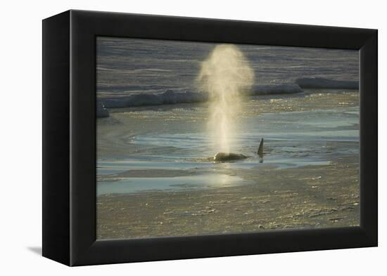 Killer Whale-DLILLC-Framed Premier Image Canvas