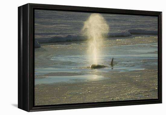 Killer Whale-DLILLC-Framed Premier Image Canvas