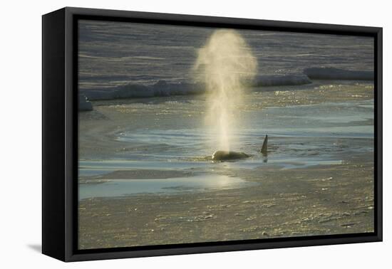 Killer Whale-DLILLC-Framed Premier Image Canvas