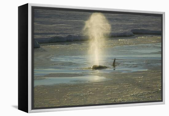 Killer Whale-DLILLC-Framed Premier Image Canvas