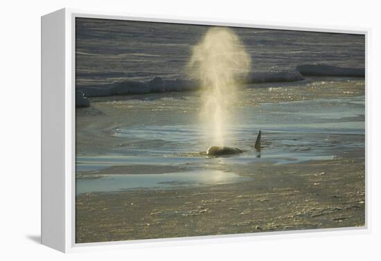 Killer Whale-DLILLC-Framed Premier Image Canvas