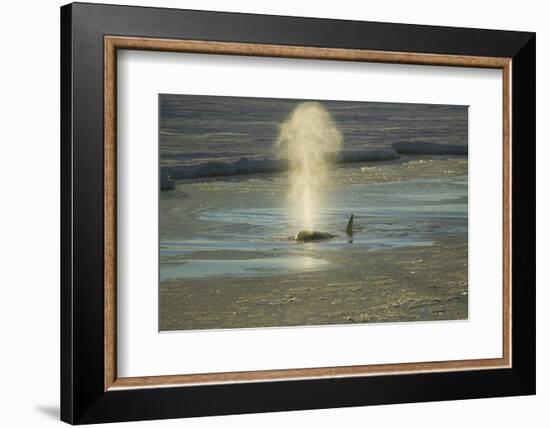 Killer Whale-DLILLC-Framed Photographic Print