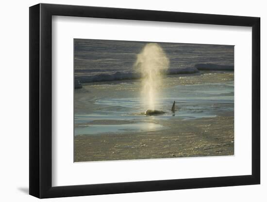 Killer Whale-DLILLC-Framed Photographic Print