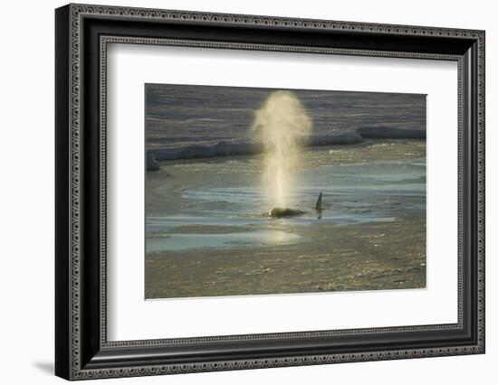 Killer Whale-DLILLC-Framed Photographic Print