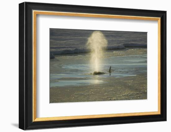 Killer Whale-DLILLC-Framed Photographic Print