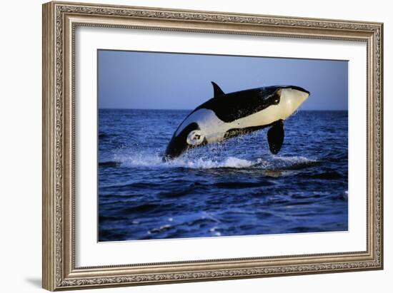 Killer Whale-null-Framed Photographic Print