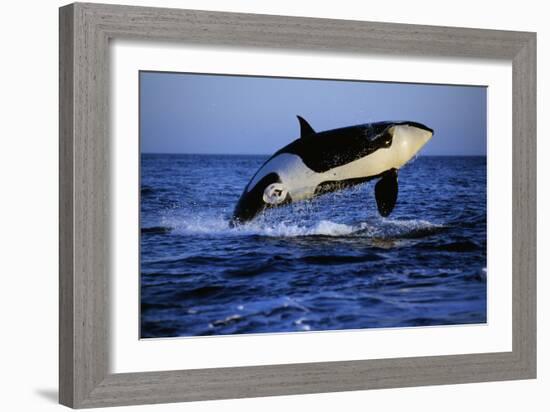 Killer Whale-null-Framed Photographic Print