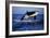 Killer Whale-null-Framed Photographic Print