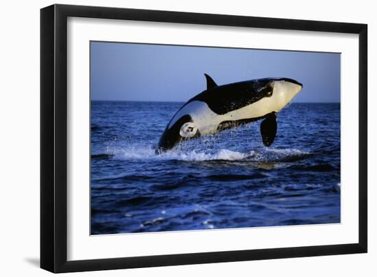 Killer Whale-null-Framed Photographic Print