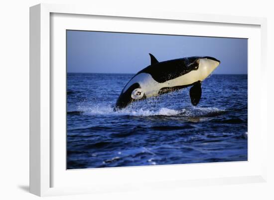 Killer Whale-null-Framed Photographic Print