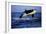 Killer Whale-null-Framed Photographic Print