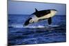 Killer Whale-null-Mounted Photographic Print
