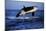 Killer Whale-null-Mounted Photographic Print