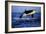 Killer Whale-null-Framed Photographic Print