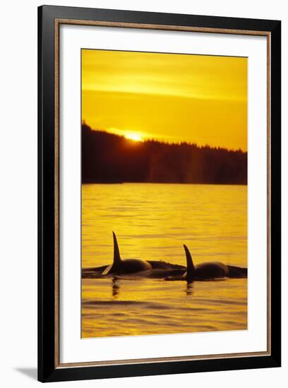 Killer Whale-null-Framed Photographic Print