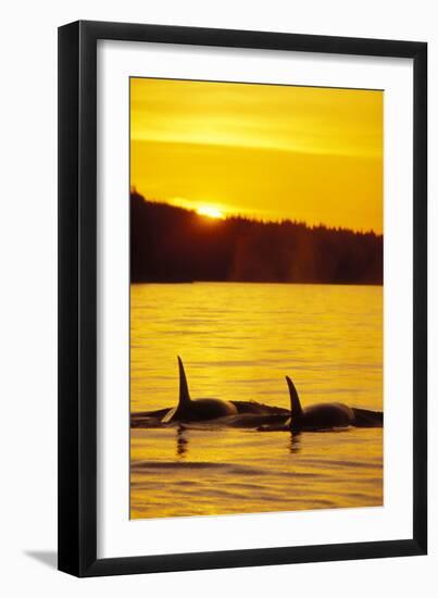 Killer Whale-null-Framed Photographic Print