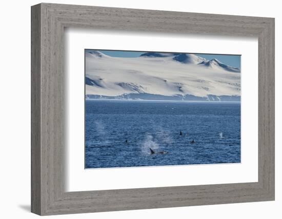 Killer whales (orcas) (Orcinus orca) hunting, Weddell, Sea, Antarctica, Polar Regions-Michael Runkel-Framed Photographic Print