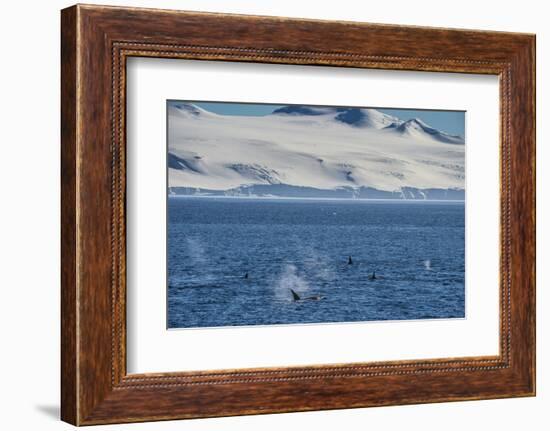 Killer whales (orcas) (Orcinus orca) hunting, Weddell, Sea, Antarctica, Polar Regions-Michael Runkel-Framed Photographic Print