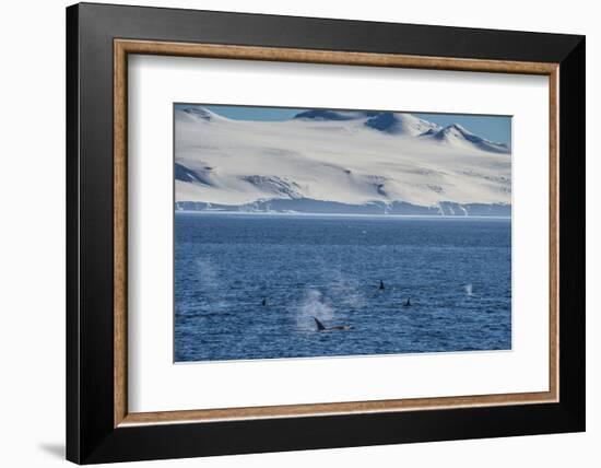 Killer whales (orcas) (Orcinus orca) hunting, Weddell, Sea, Antarctica, Polar Regions-Michael Runkel-Framed Photographic Print