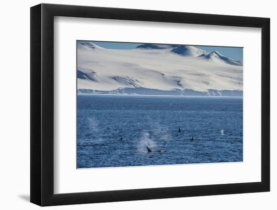 Killer whales (orcas) (Orcinus orca) hunting, Weddell, Sea, Antarctica, Polar Regions-Michael Runkel-Framed Photographic Print