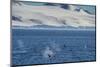 Killer whales (orcas) (Orcinus orca) hunting, Weddell, Sea, Antarctica, Polar Regions-Michael Runkel-Mounted Photographic Print