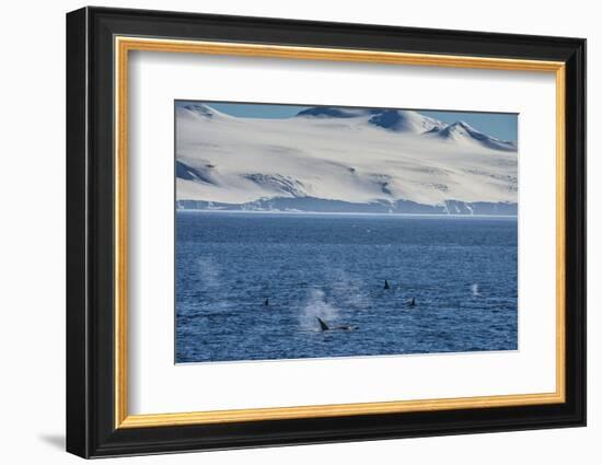 Killer whales (orcas) (Orcinus orca) hunting, Weddell, Sea, Antarctica, Polar Regions-Michael Runkel-Framed Photographic Print