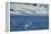 Killer whales (orcas) (Orcinus orca) hunting, Weddell, Sea, Antarctica, Polar Regions-Michael Runkel-Framed Premier Image Canvas