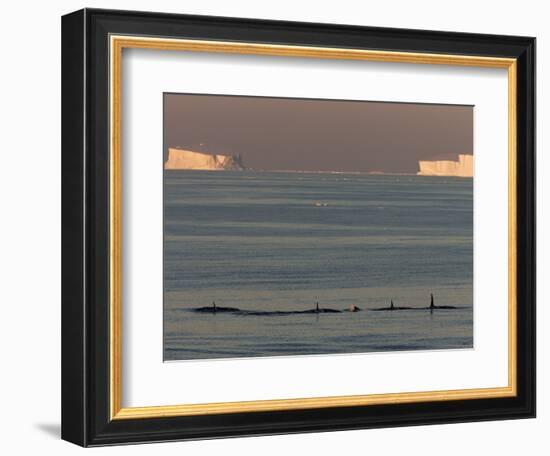 Killer Whales (Orcinus Orca) in Front of Tabular Icebergs, Southern Ocean, Antarctica-Thorsten Milse-Framed Photographic Print