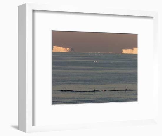 Killer Whales (Orcinus Orca) in Front of Tabular Icebergs, Southern Ocean, Antarctica-Thorsten Milse-Framed Photographic Print