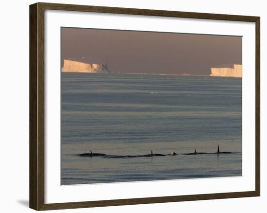 Killer Whales (Orcinus Orca) in Front of Tabular Icebergs, Southern Ocean, Antarctica-Thorsten Milse-Framed Photographic Print