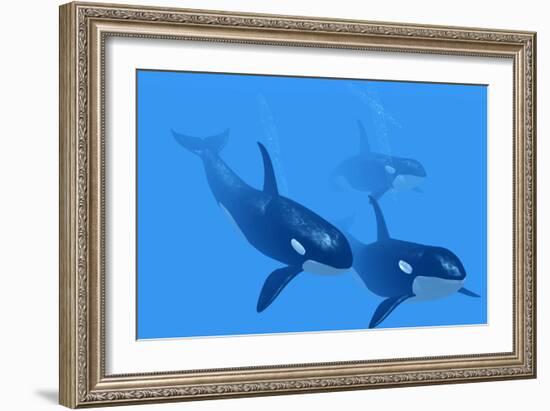 Killer Whales-Christian Darkin-Framed Photographic Print