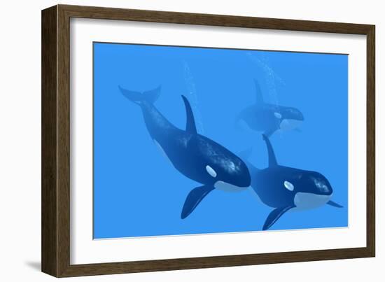 Killer Whales-Christian Darkin-Framed Photographic Print