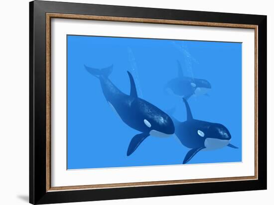 Killer Whales-Christian Darkin-Framed Photographic Print