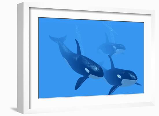 Killer Whales-Christian Darkin-Framed Photographic Print