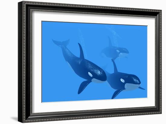 Killer Whales-Christian Darkin-Framed Photographic Print