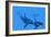 Killer Whales-Christian Darkin-Framed Photographic Print