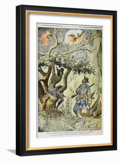 Killing Birds of Paradise, New Guinea, 1908-null-Framed Giclee Print